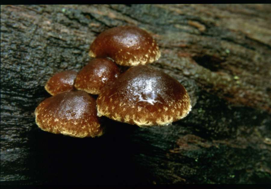 quale Hypholoma.....